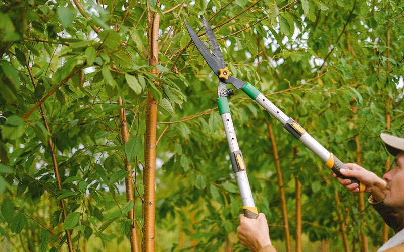 Tree trimming in Carlock, IL