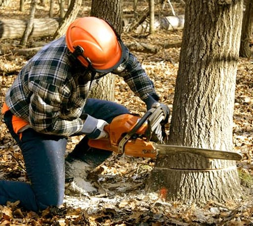 Tree Removal in Carlock, IL